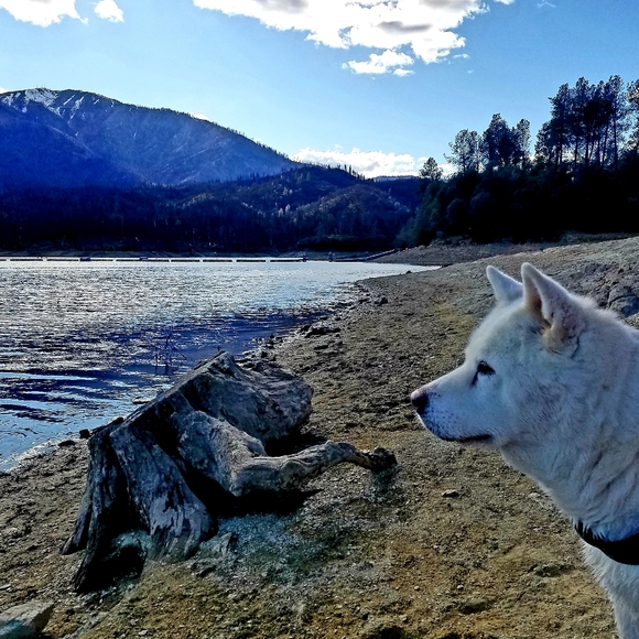 Hello! 🦊🐶 - Picture 3 of 7